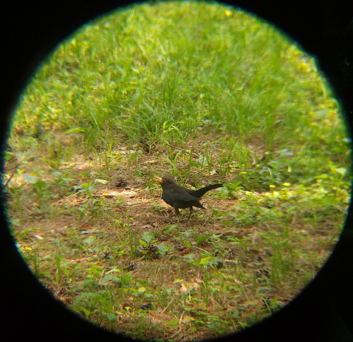 Chinese Blackbird - ML638620210