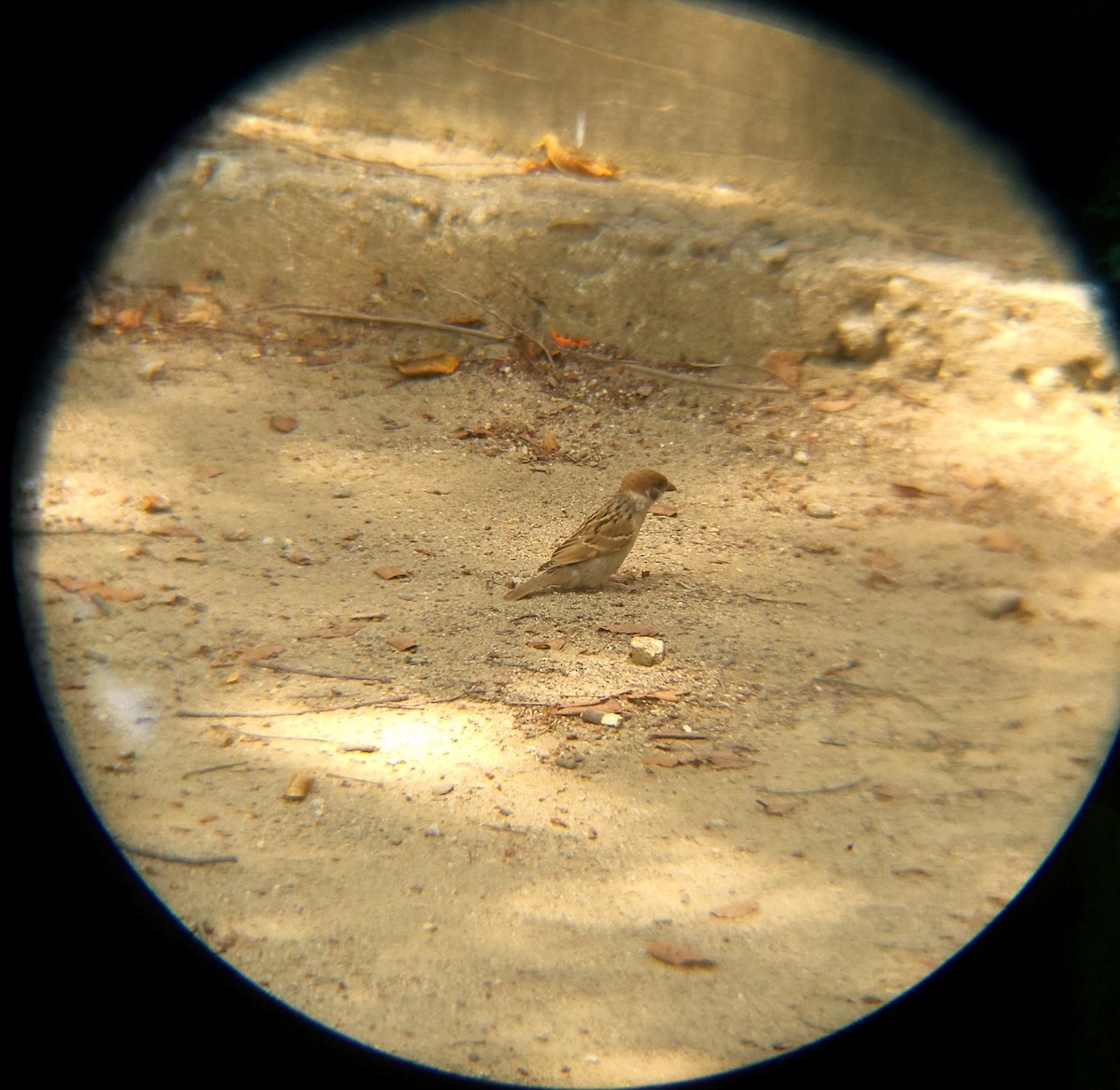 דרור הרים - ML638620211
