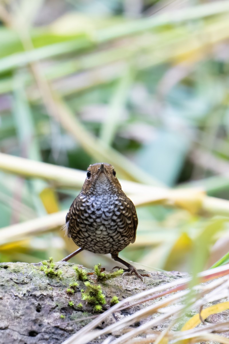 Pygmy Cupwing - ML638620216