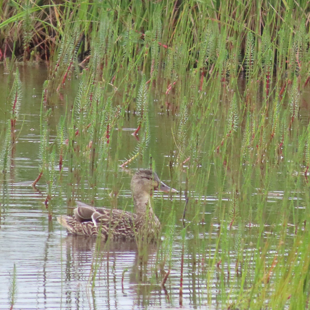 Mallard - ML638620223