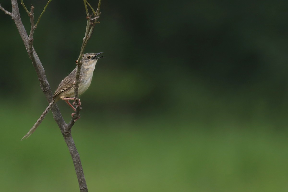 Brown Prinia - ML638620244