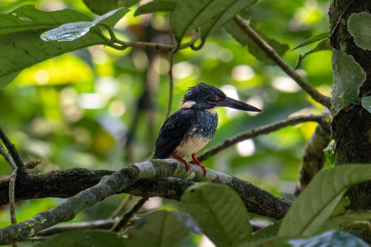 Malaysian Blue-banded Kingfisher - ML638620251