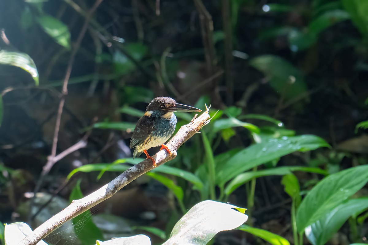 Malaysian Blue-banded Kingfisher - ML638620252