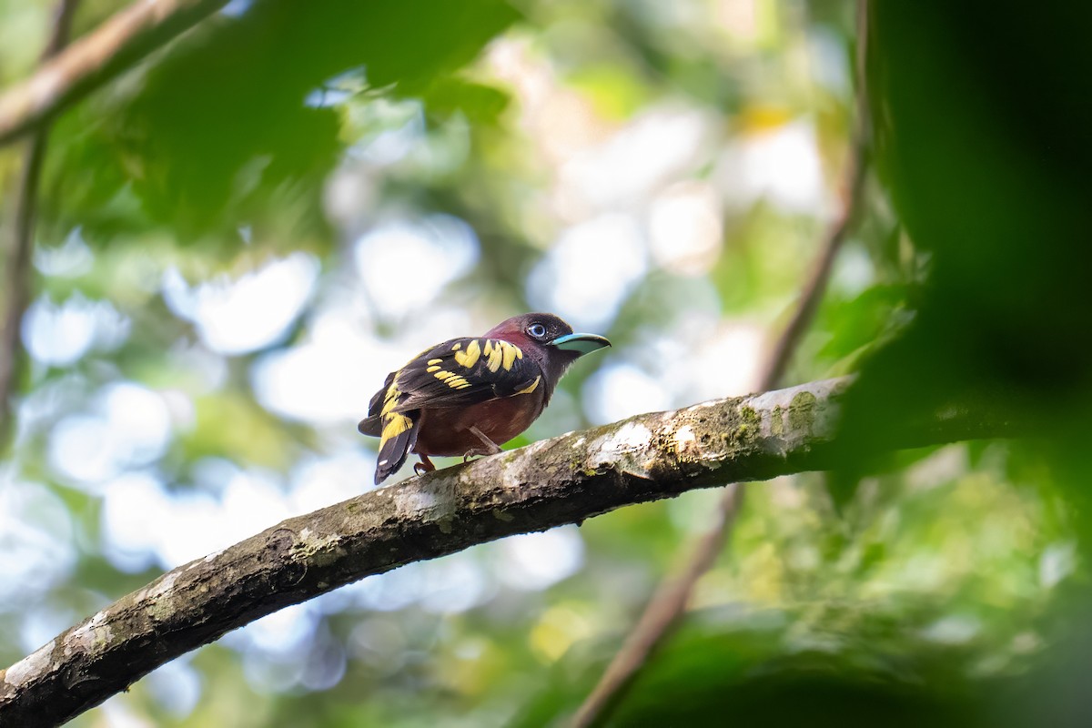 Banded Broadbill - ML638620259