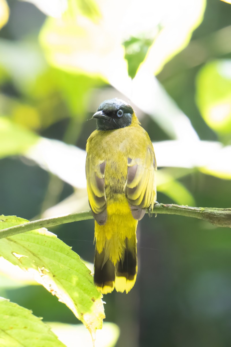 Black-headed Bulbul - ML638620265
