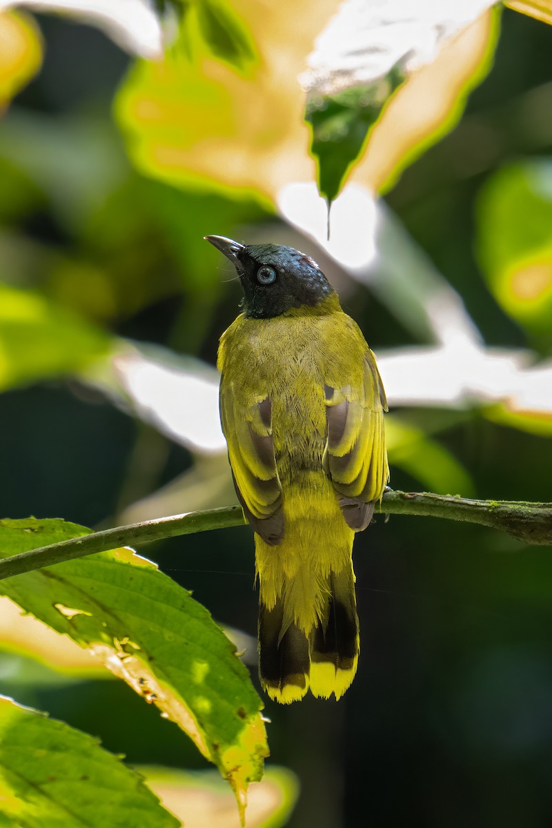 Black-headed Bulbul - ML638620266