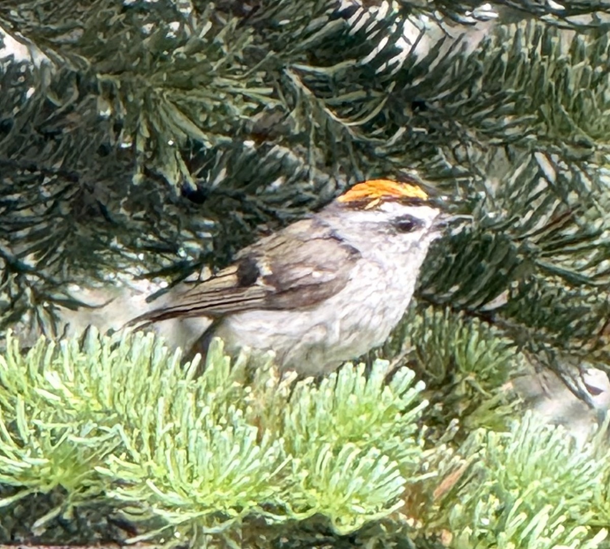 Golden-crowned Kinglet - ML638620278