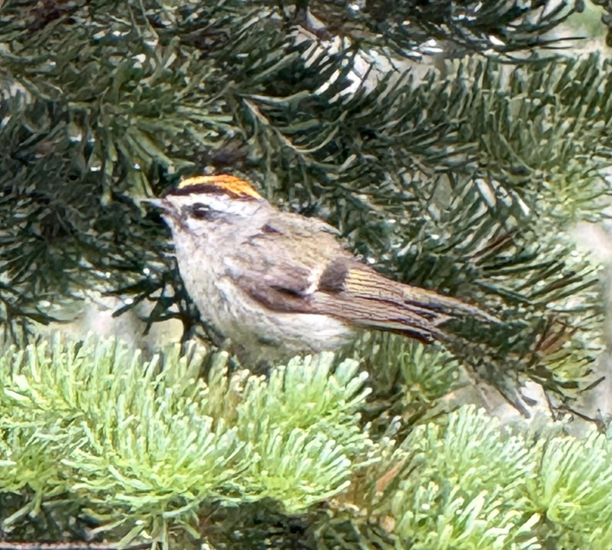 Golden-crowned Kinglet - ML638620279
