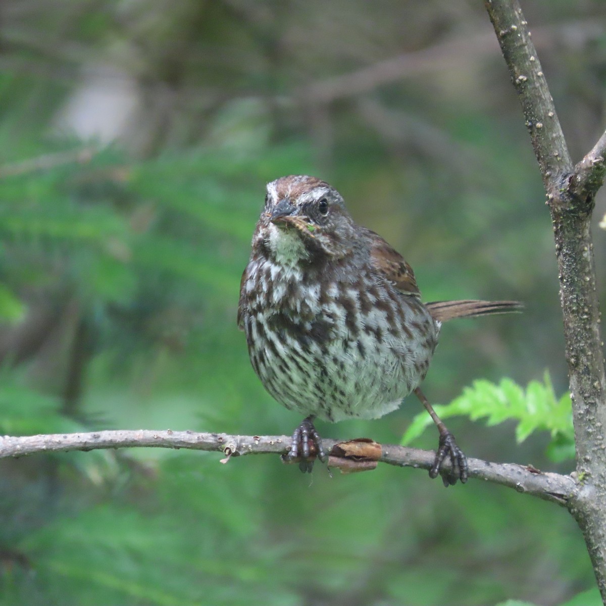 Song Sparrow - ML638620280