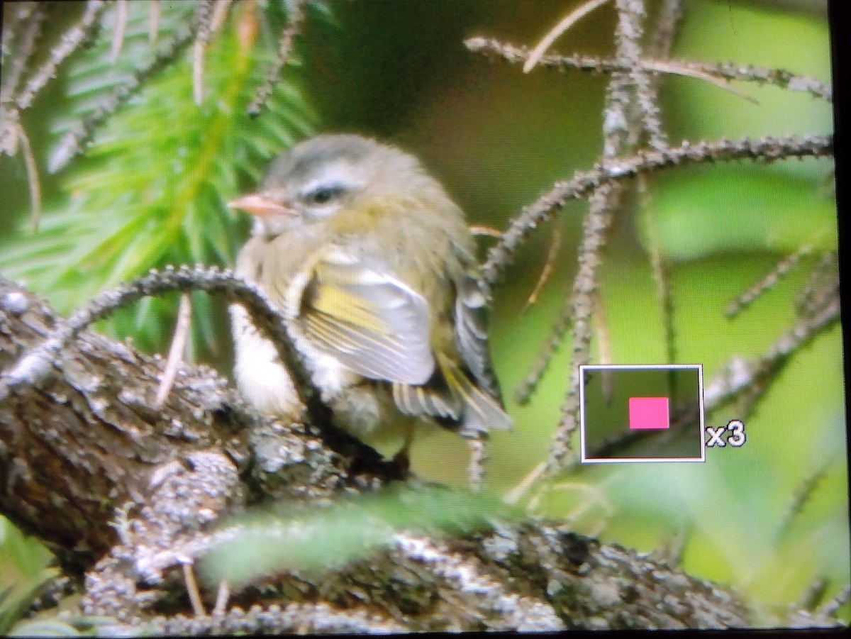 Golden-crowned Kinglet - ML638620333