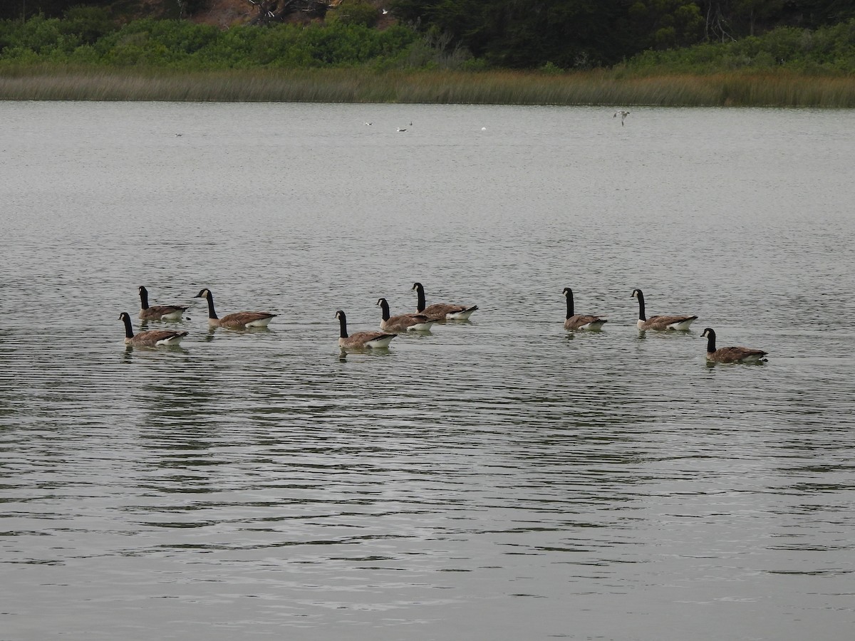 Canada Goose - ML638620345