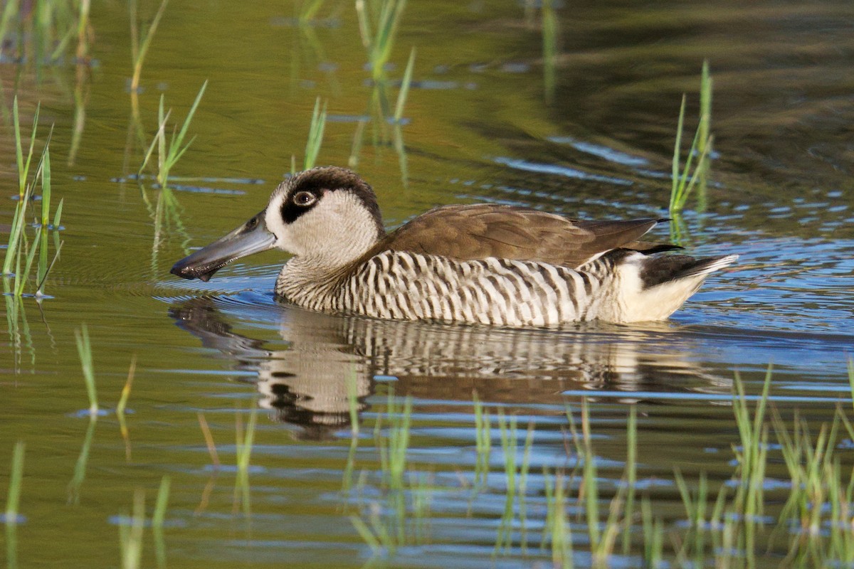 Pink-eared Duck - ML638620359