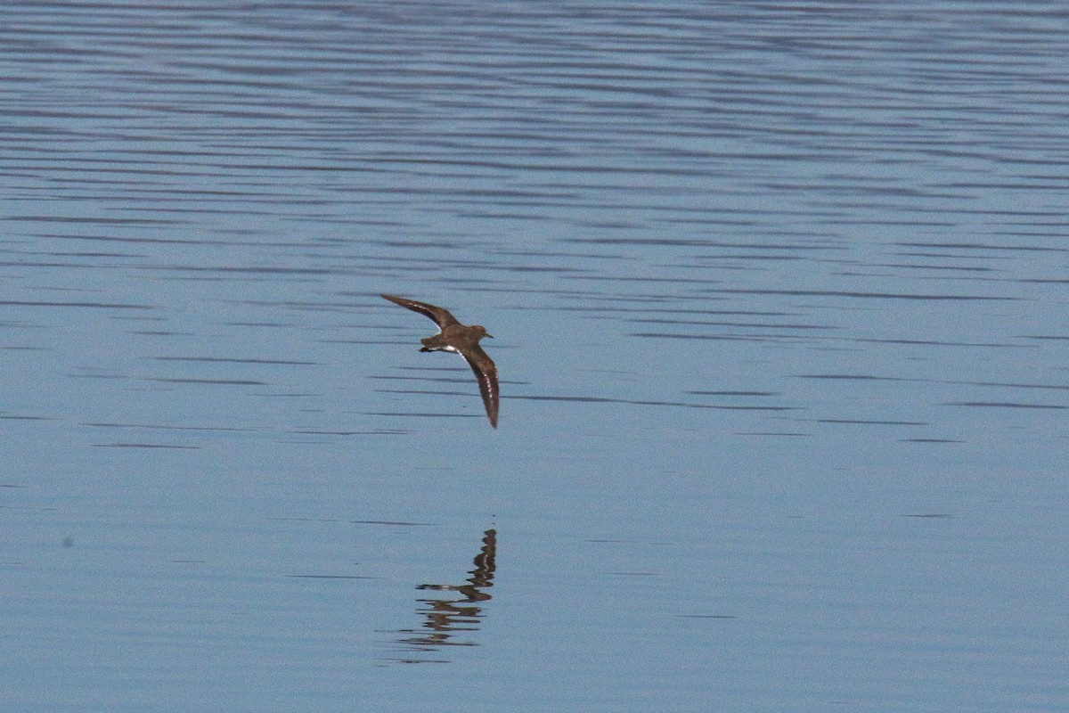 Spotted Sandpiper - ML638620363