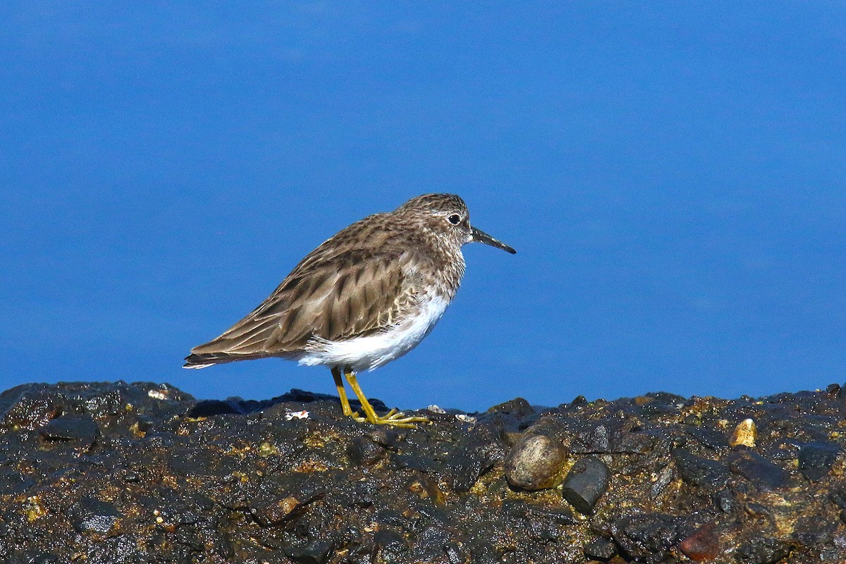 Least Sandpiper - ML638620368