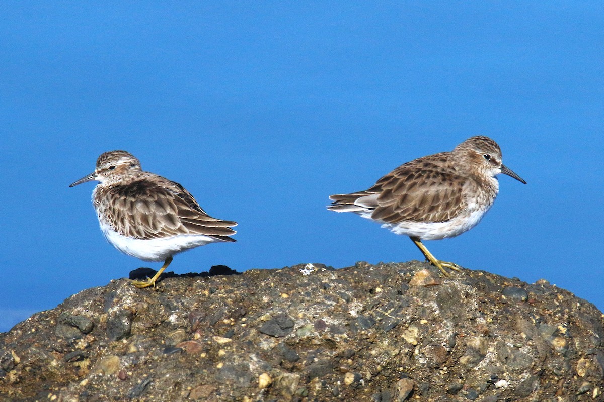 Least Sandpiper - ML638620369