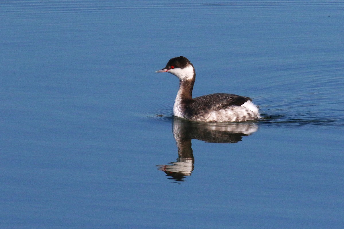 Horned Grebe - ML638620373