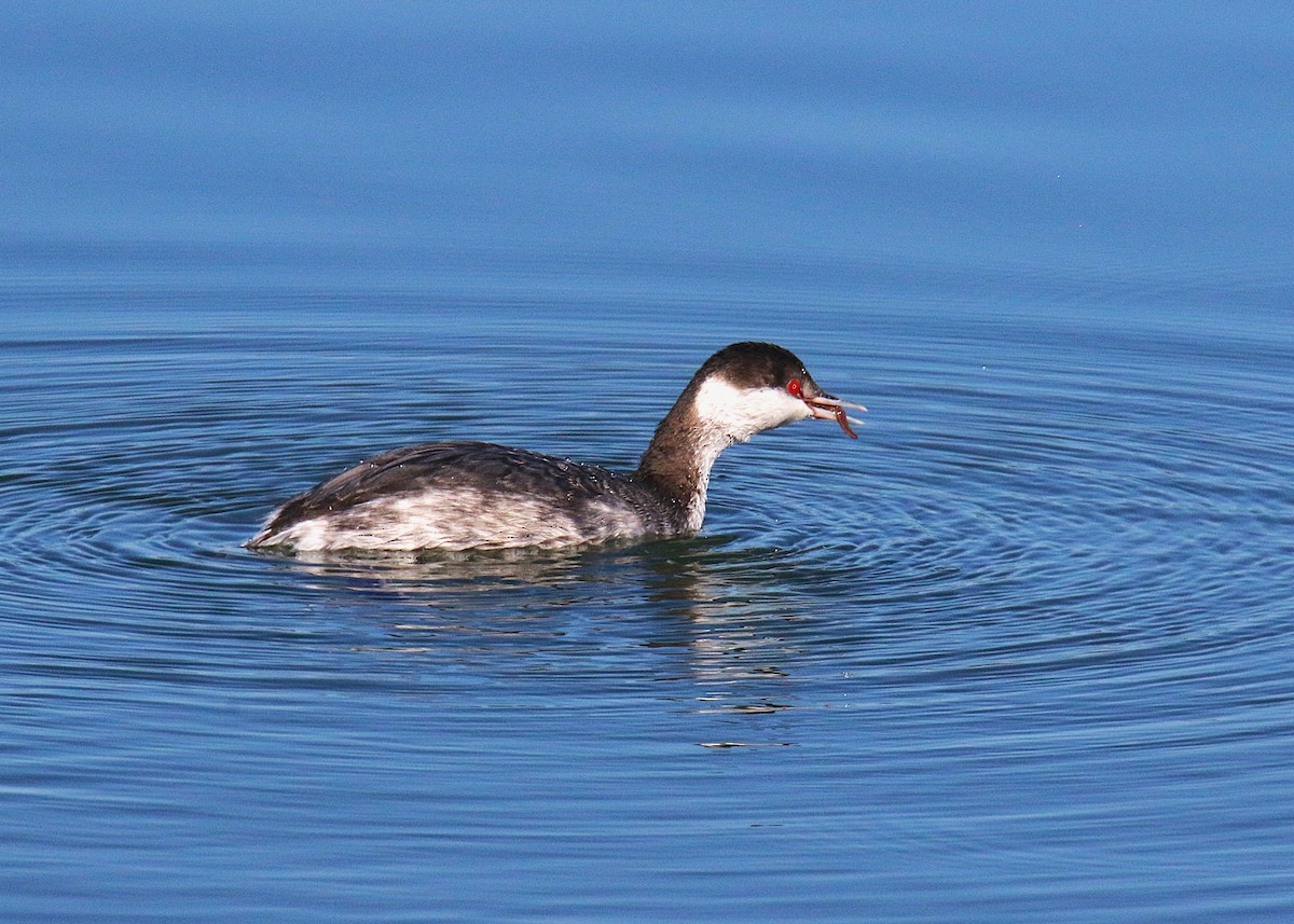 Horned Grebe - ML638620374