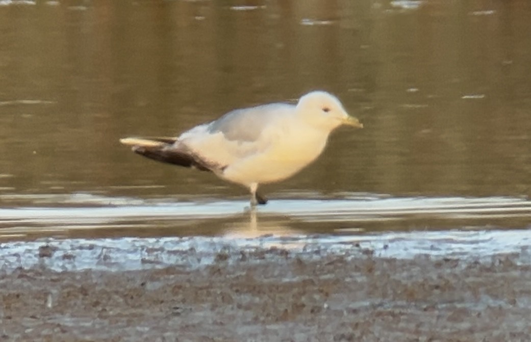 Common Gull (European) - ML638620396