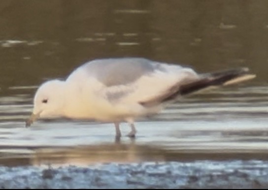 Common Gull (European) - ML638620397