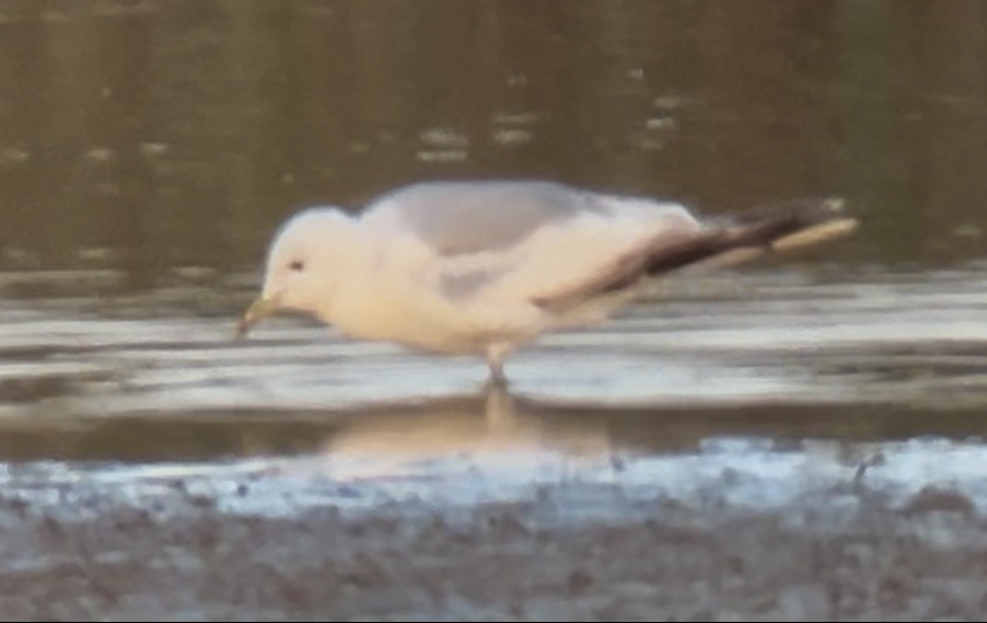 Common Gull (European) - ML638620400
