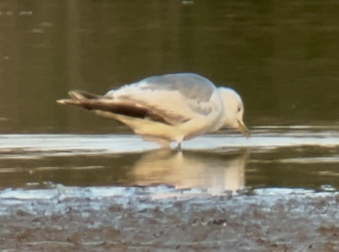 Common Gull (European) - ML638620401