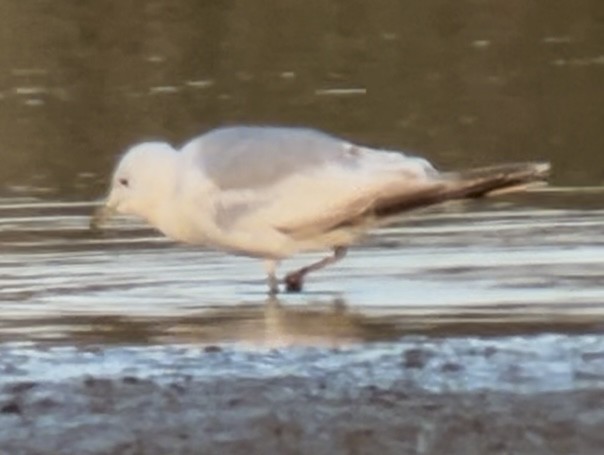 Common Gull (European) - ML638620402