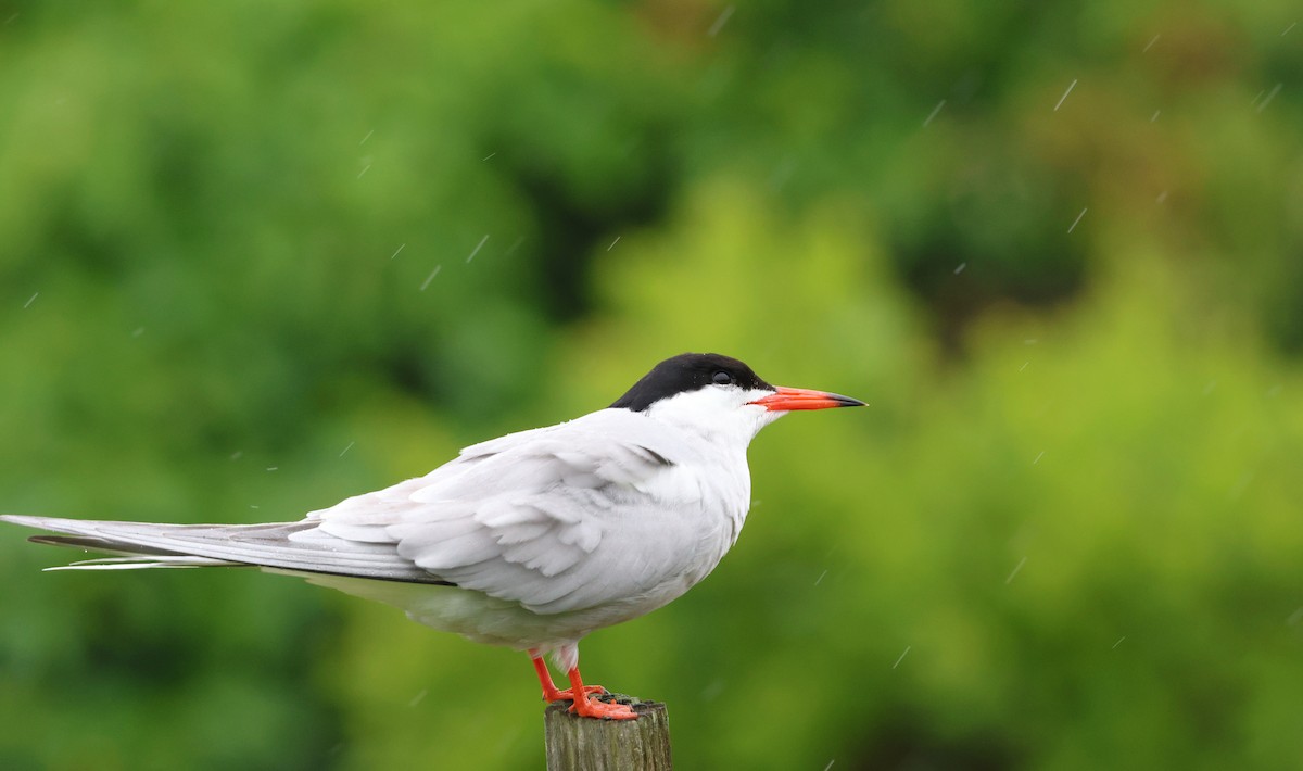 アジサシ（hirundo/tibetana） - ML638620412