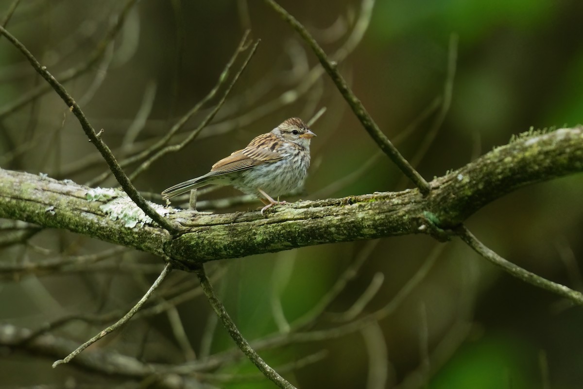 Chipping Sparrow - ML638620417