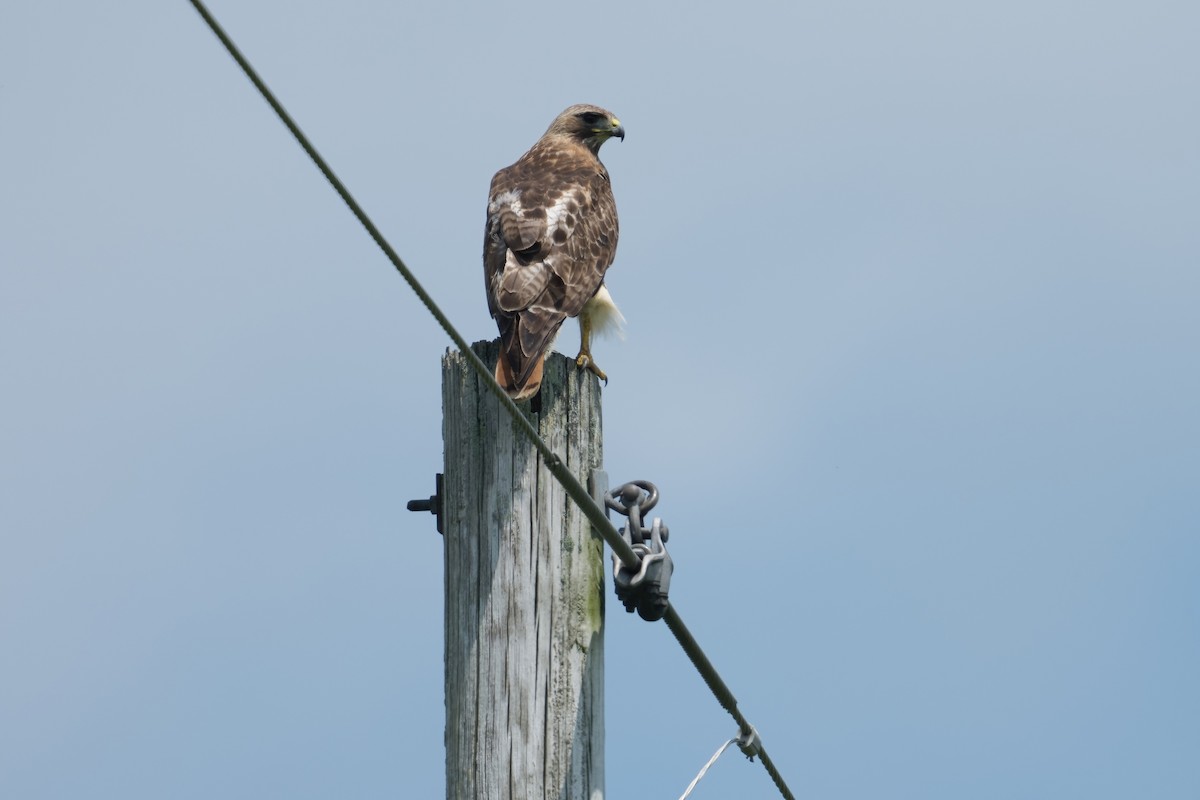 Red-tailed Hawk - ML638620470