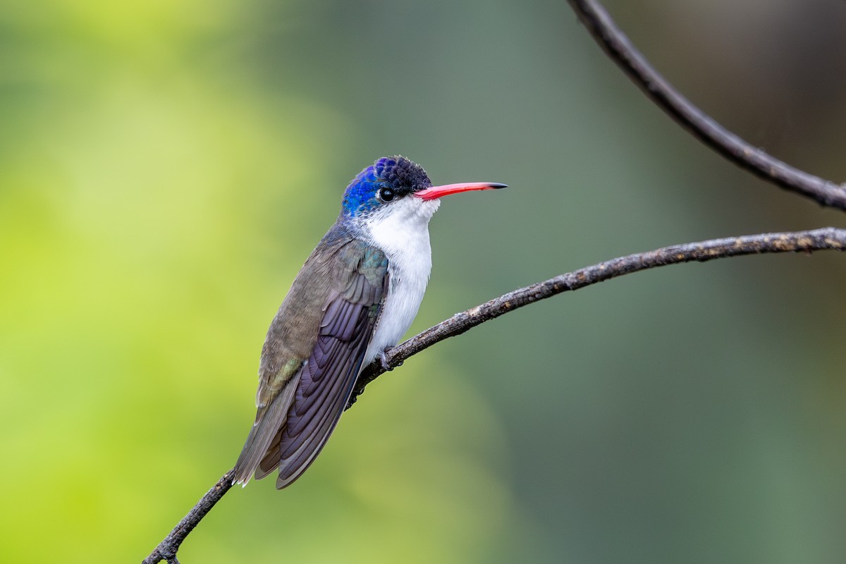 Violet-crowned Hummingbird - ML638620480