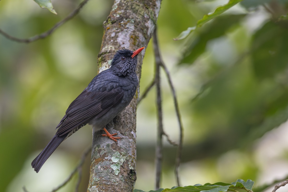 Square-tailed Bulbul - ML638620495