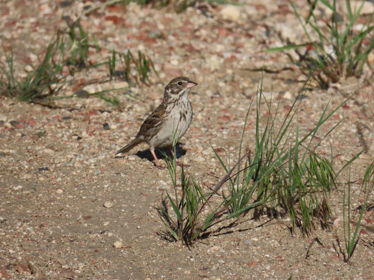 Vesper Sparrow - ML638620503
