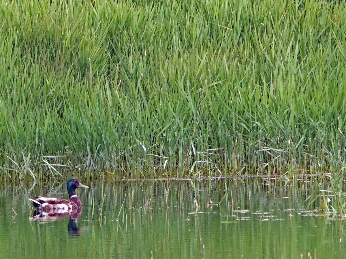 Mallard - ML638620515