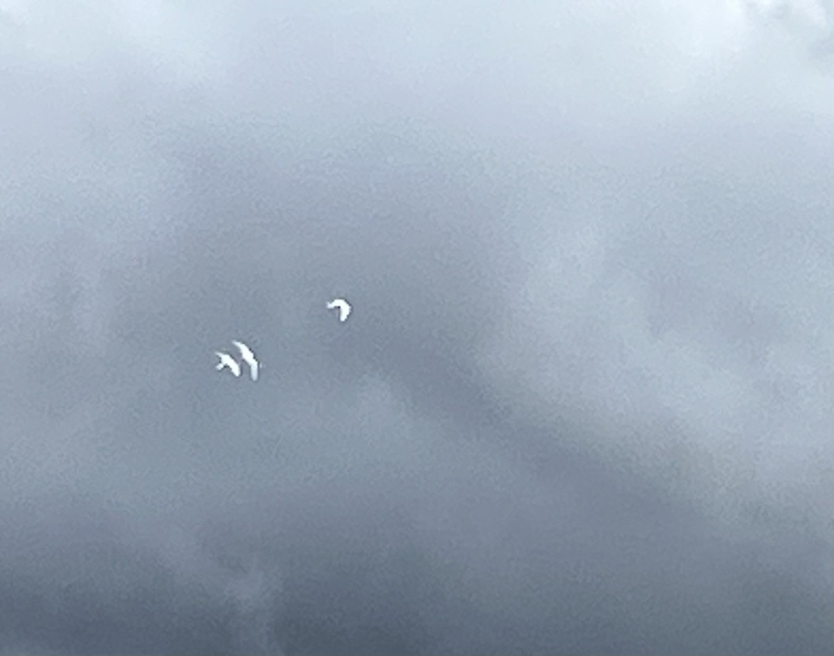 Blue-billed White-Tern - ML638620543