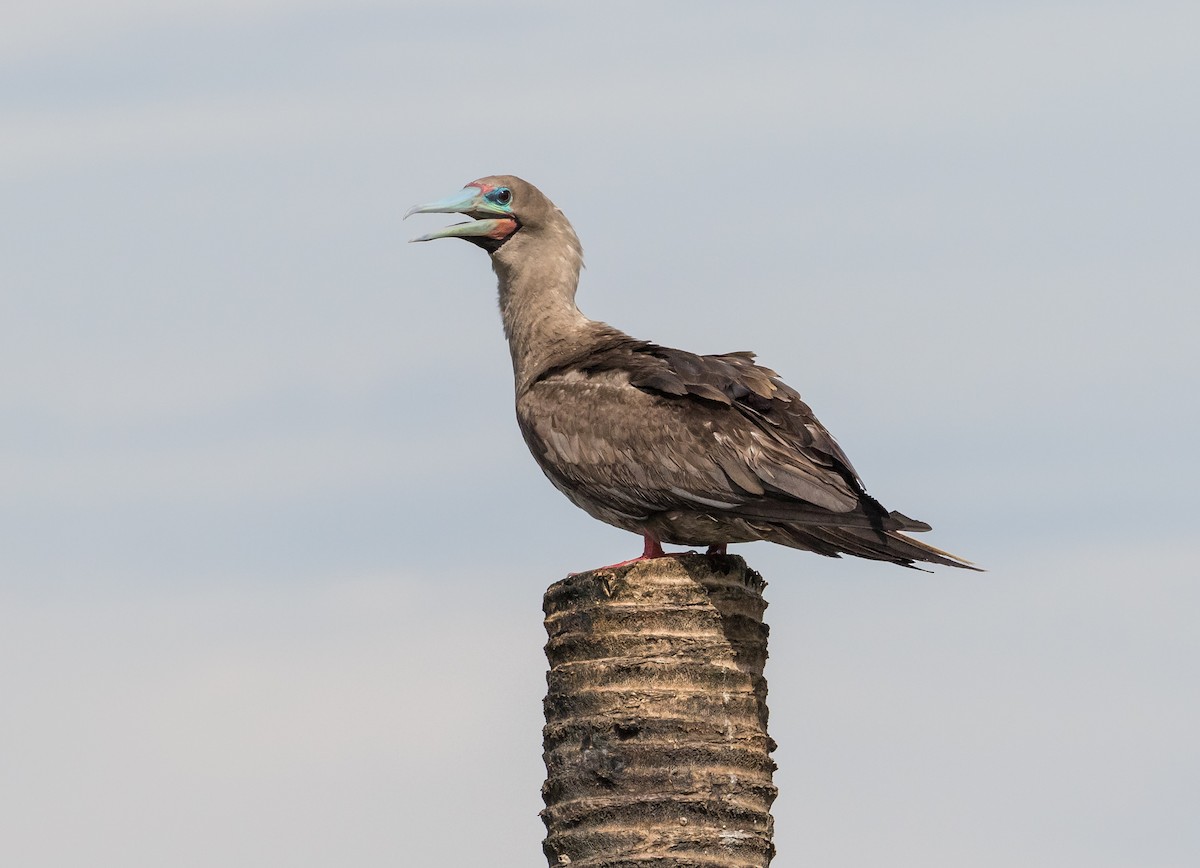 Red-footed Booby - ML638620604