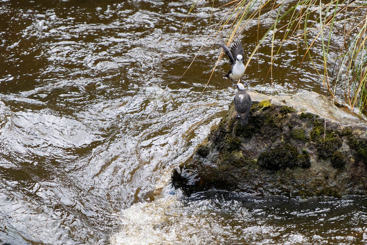 White-capped Dipper - ML638620606