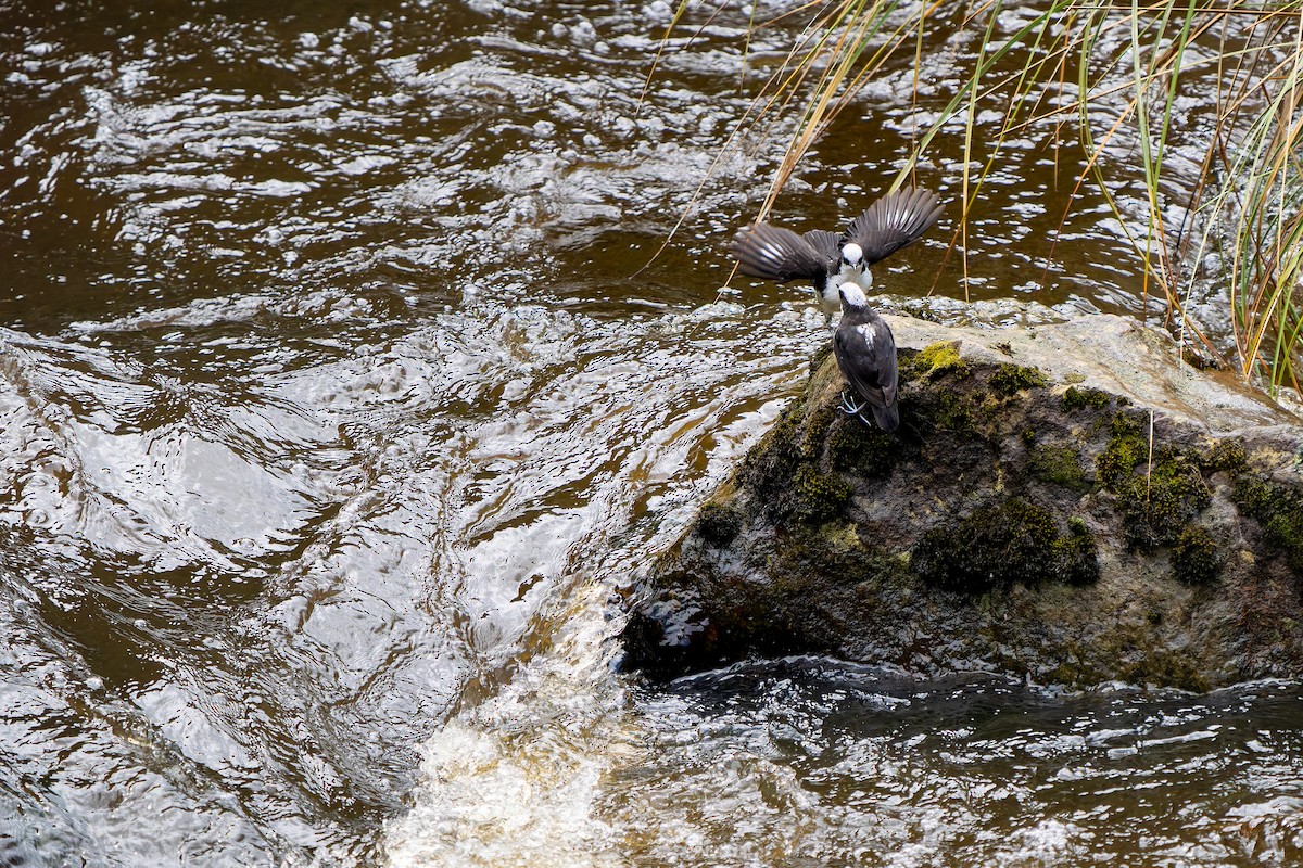 White-capped Dipper - ML638620607