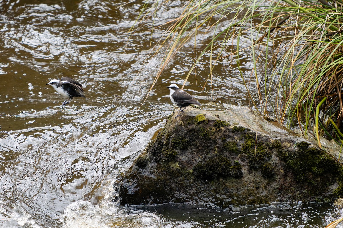 White-capped Dipper - ML638620608