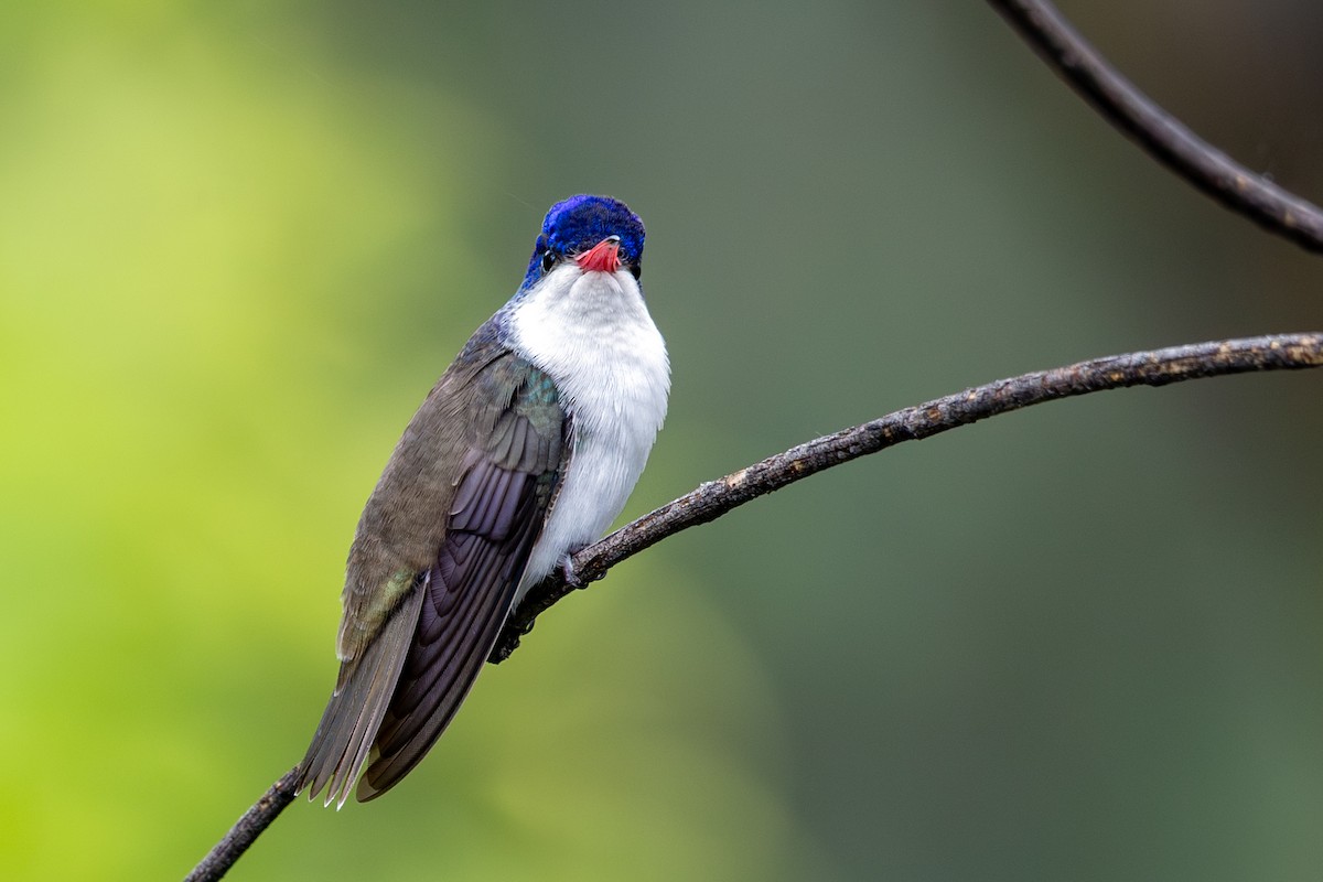 Violet-crowned Hummingbird - ML638620623