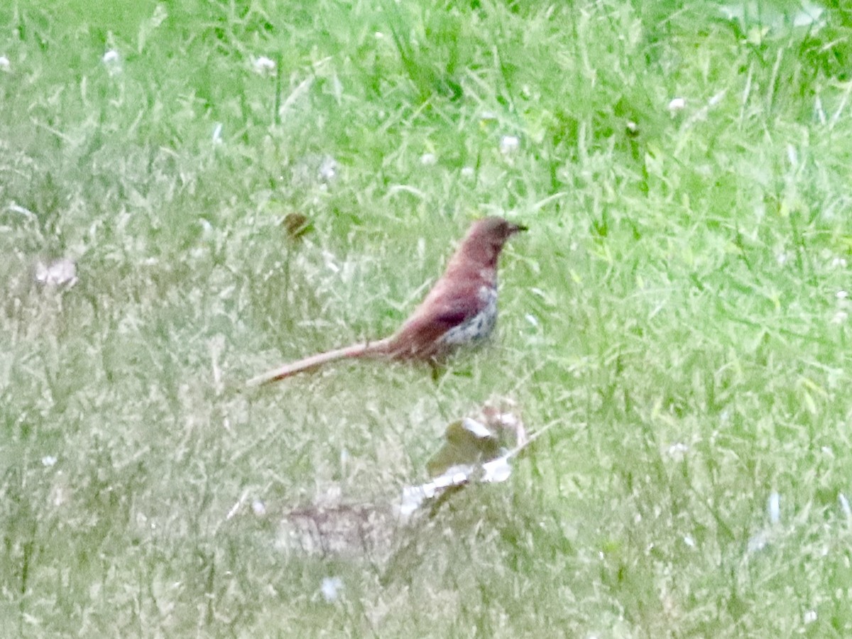 brunspottefugl - ML638620632