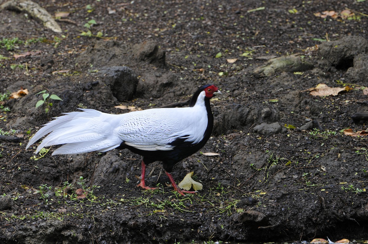 Silver Pheasant - ML638620649