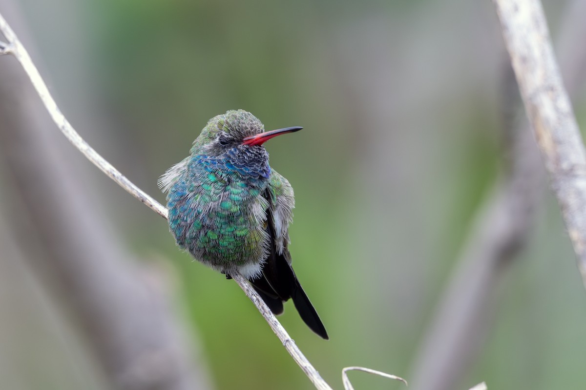 Broad-billed Hummingbird - ML638620740