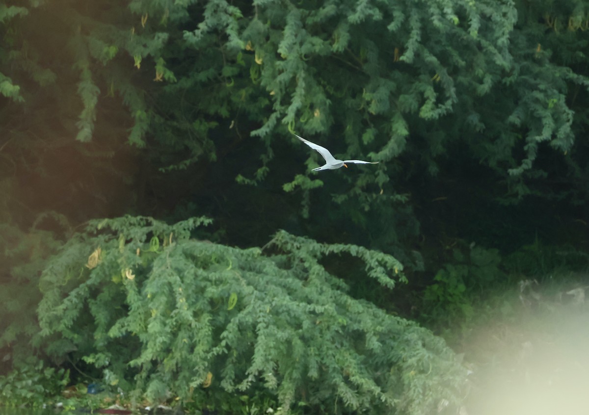 River Tern - ML638620748