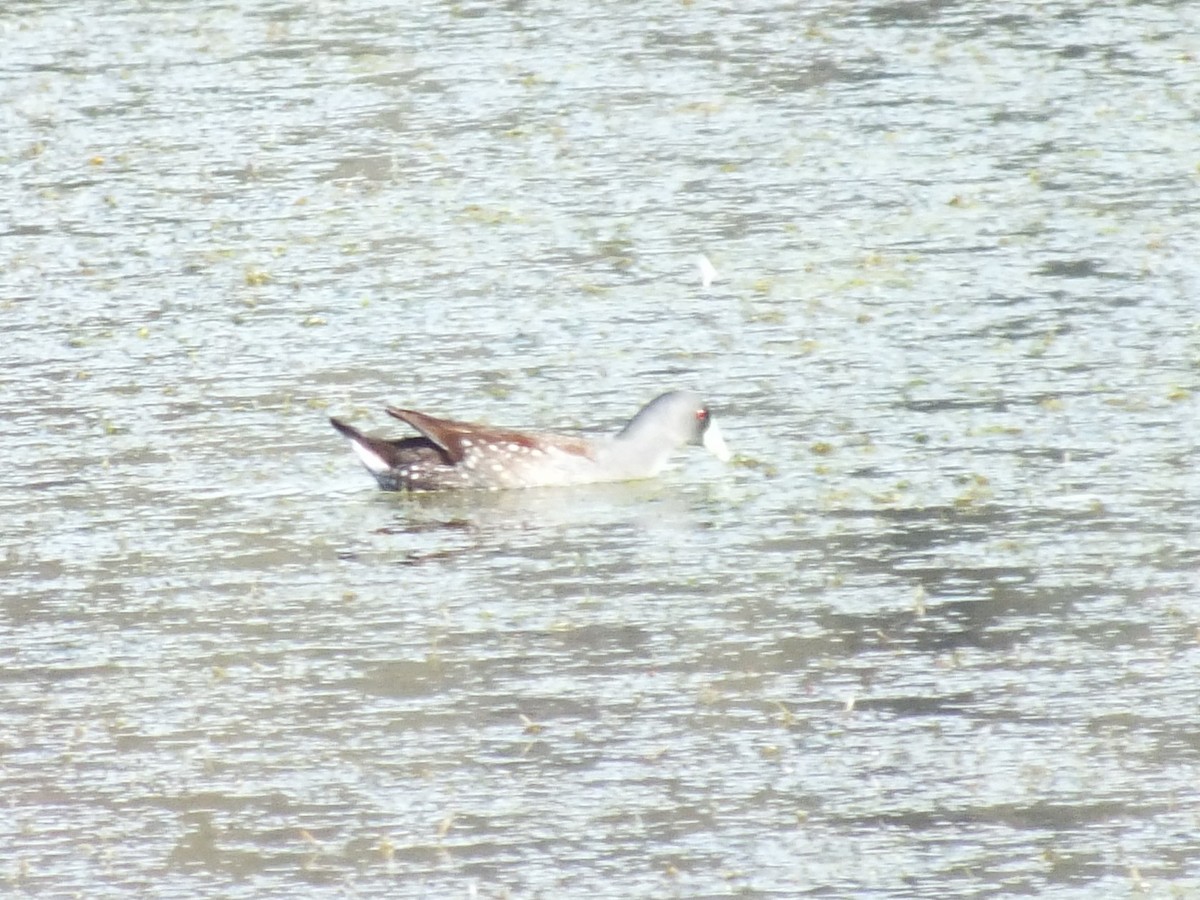 Spot-flanked Gallinule - ML638620754