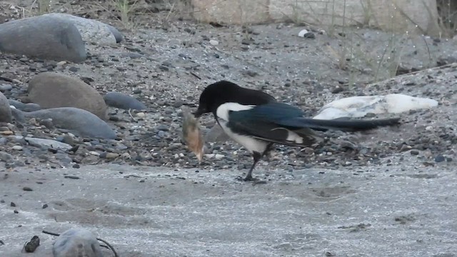 Saksağan - ML638620760