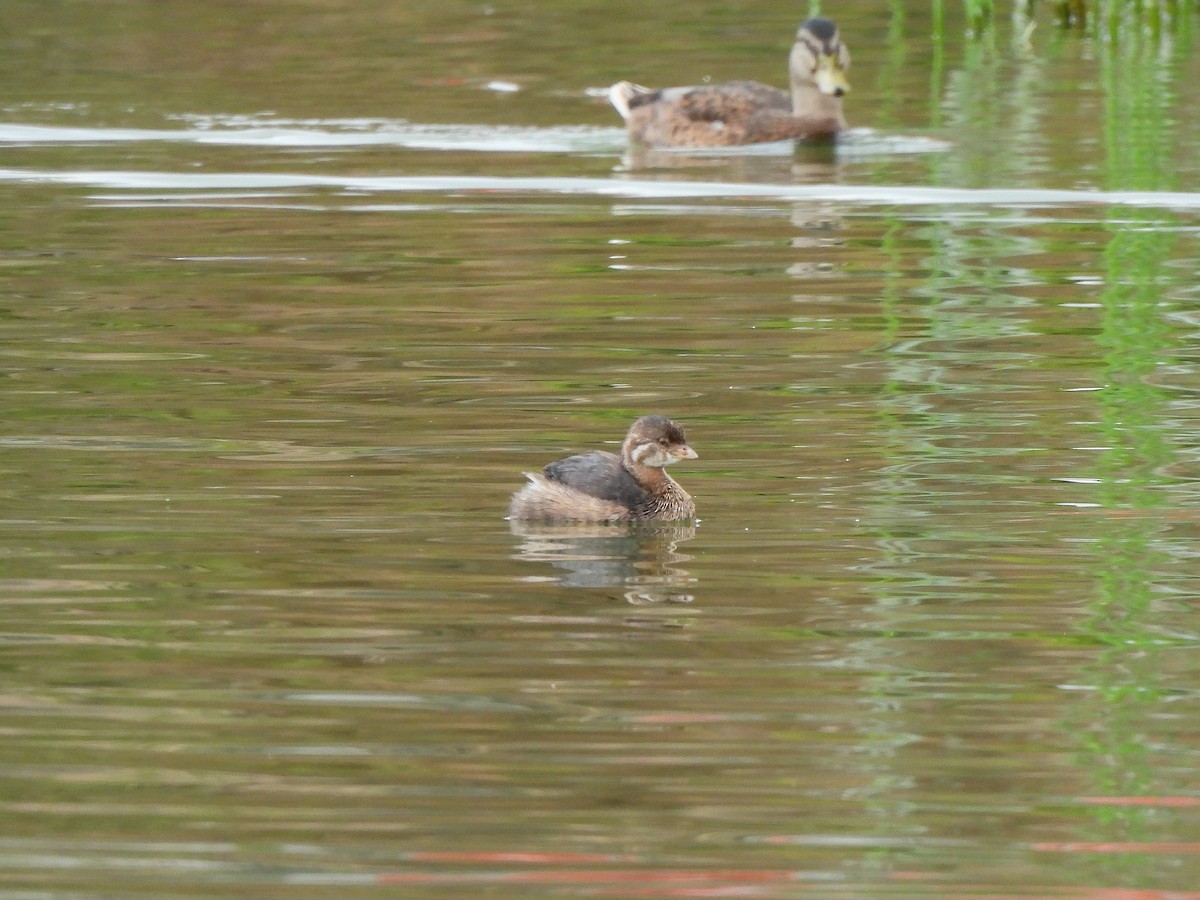 Pied-billed Grebe - ML638620776