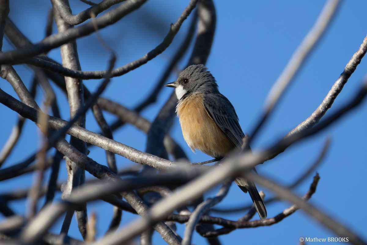 Rufous Whistler - ML638620790