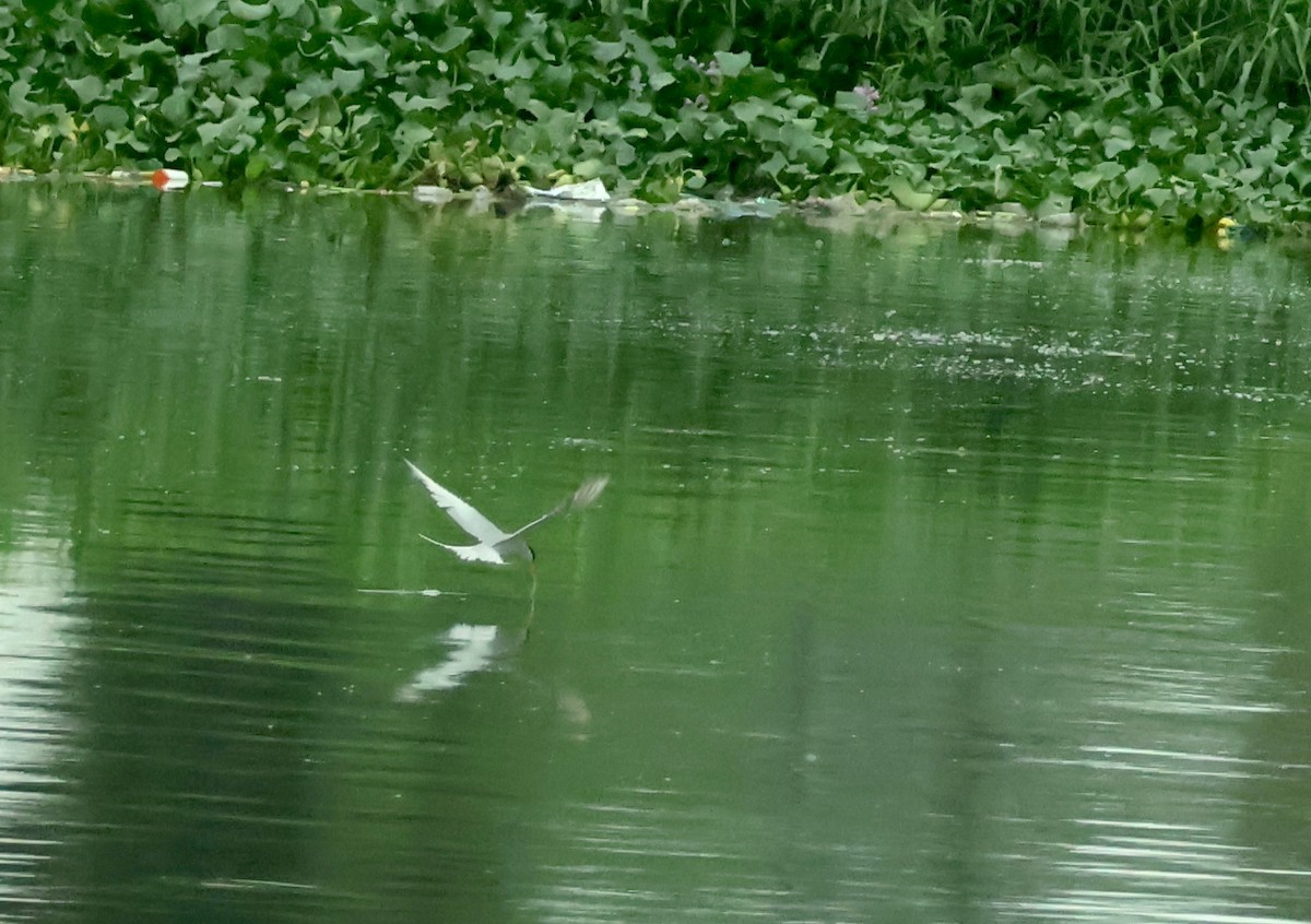 River Tern - ML638620833