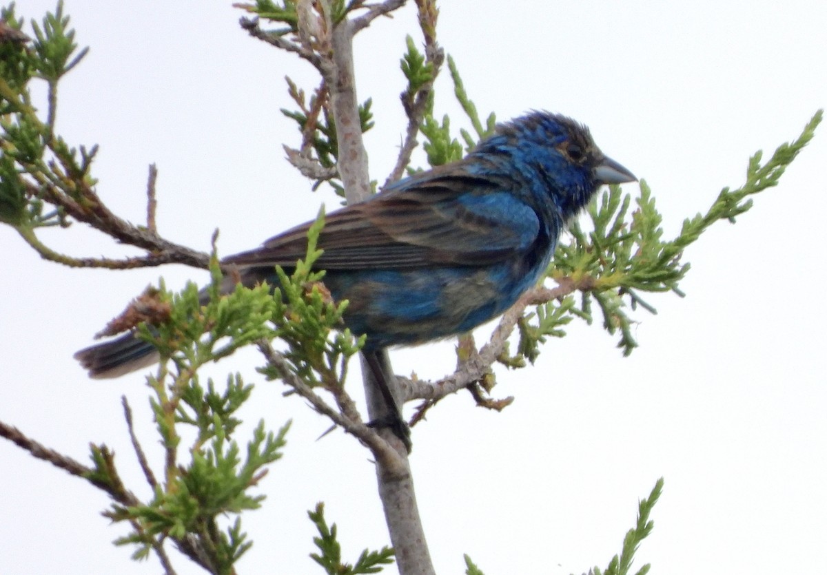 Indigo Bunting - ML638620838