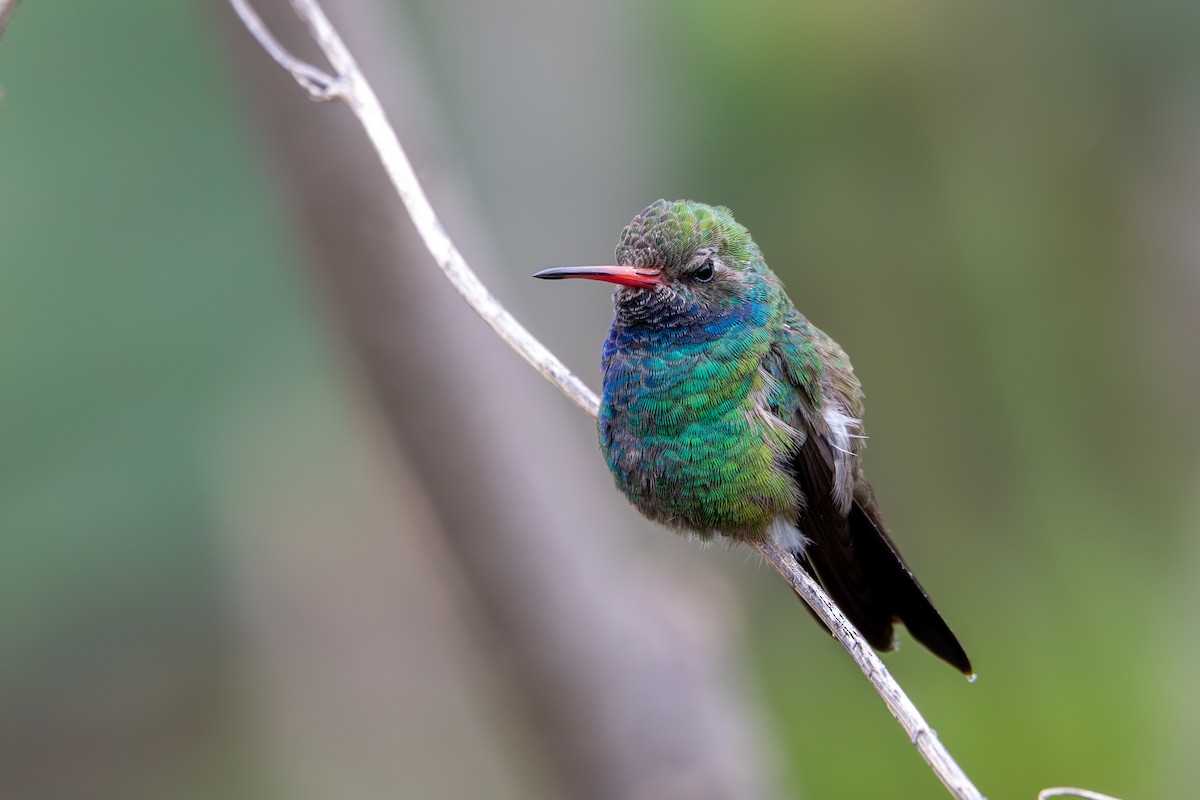 Broad-billed Hummingbird - ML638620855